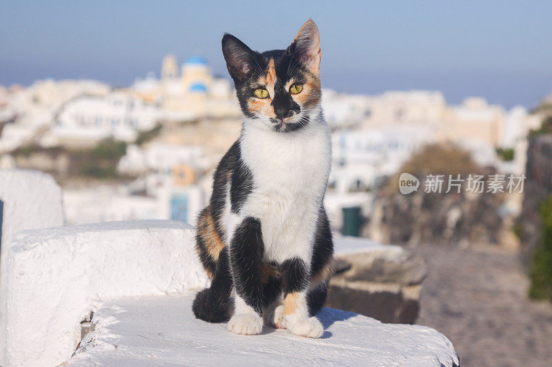 希腊圣托里尼岛的流浪猫