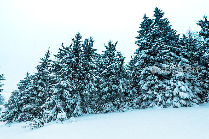 美丽的冬季景观和白雪覆盖的树木