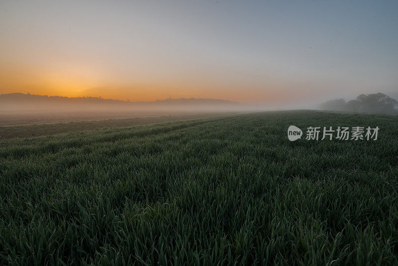 黎明时分的小麦田