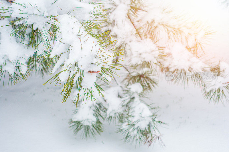 松树针带雪