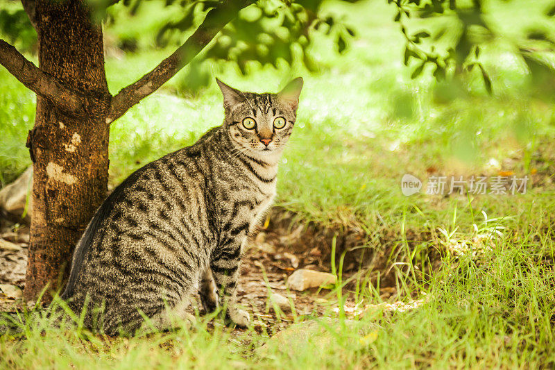 虎斑猫在外面