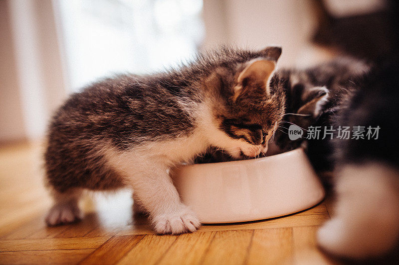 毛茸茸的小猫从碗里吃健康的食物