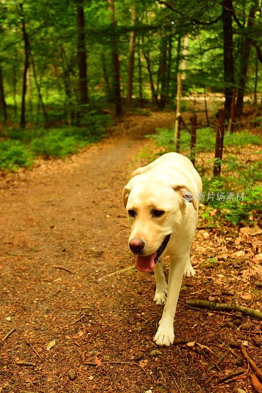 拉布拉多寻回犬