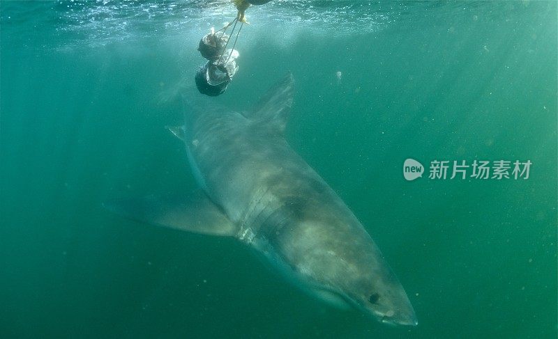 大白鲨的时刻