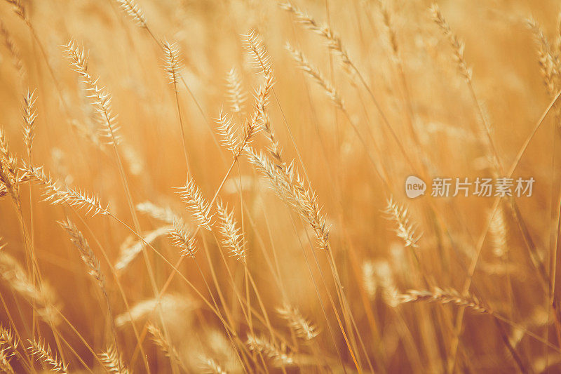 阳光灿烂的金色草-自然的背景冠小麦草