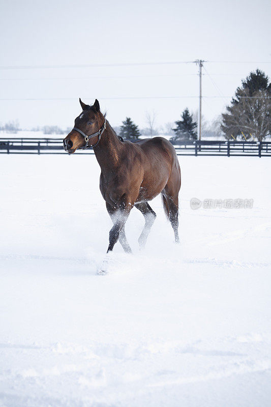 在雪中奔跑的马的侧视图