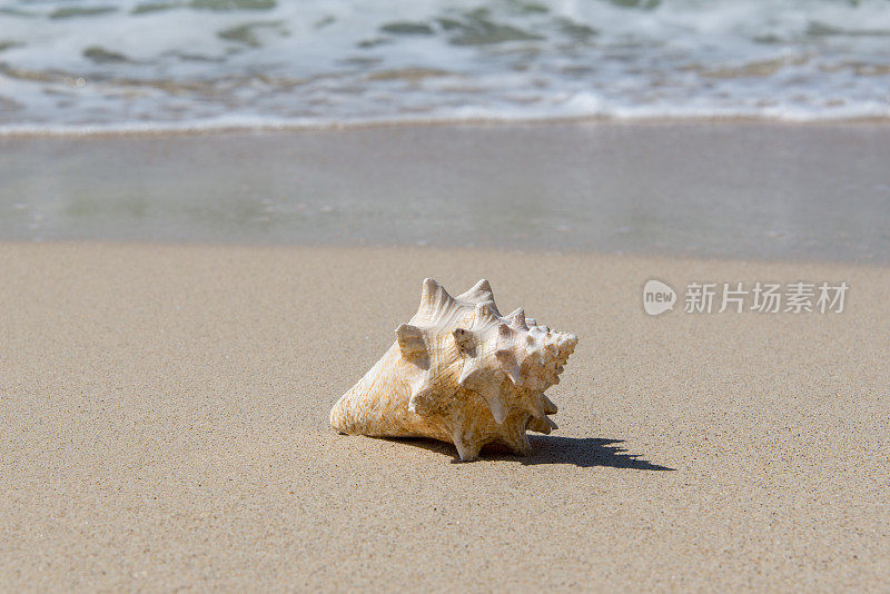 海滩上的贝壳