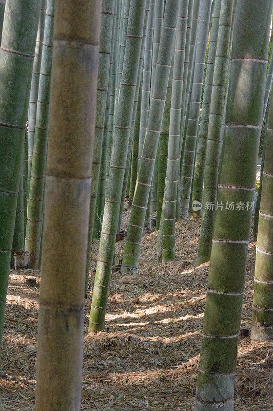 竹林山坡茂密