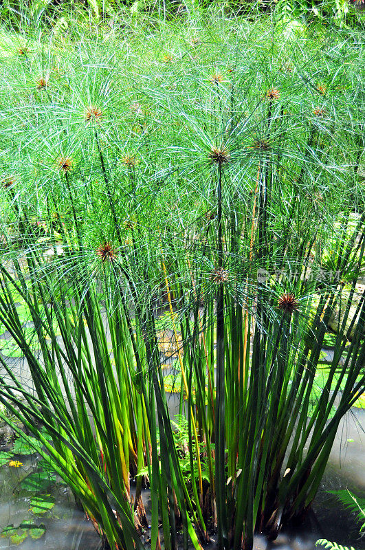 野生纸莎草植物