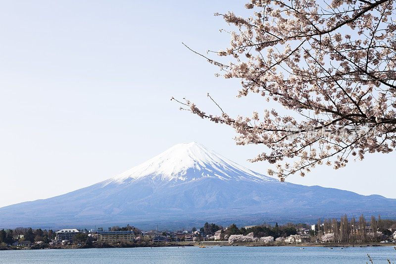 富士山和樱花