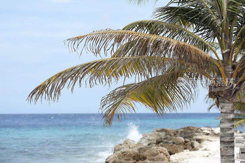 加勒比海的一棵棕榈树