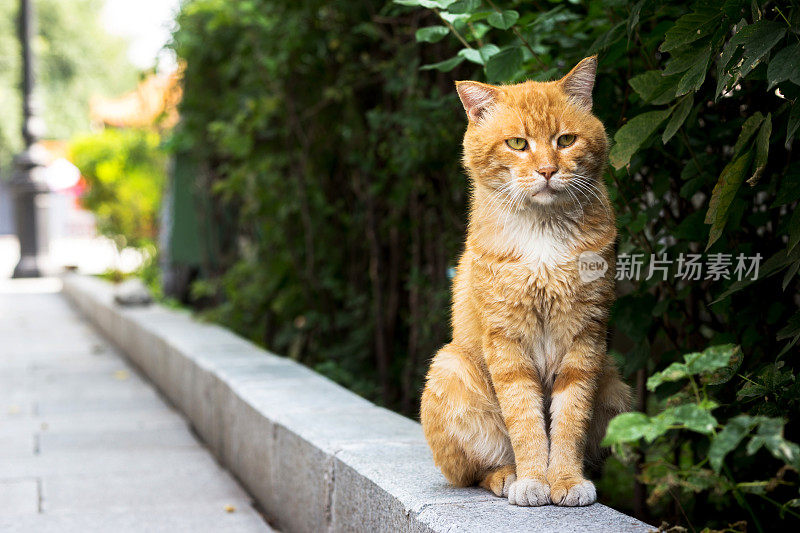 坐在路上的猫