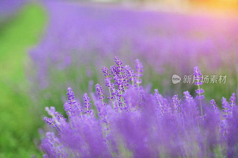 薰衣草花合拢了