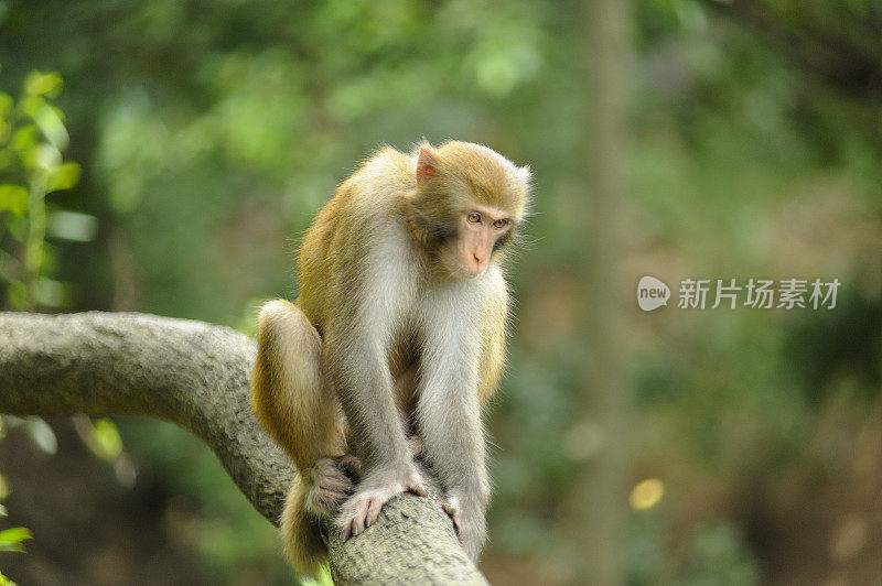 猴子们坐在树上