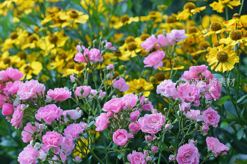 玫瑰和helenium