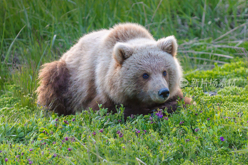 棕熊幼崽在紫色的花和绿色的草