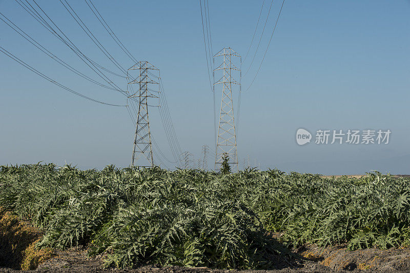 山腰上的朝鲜蓟田