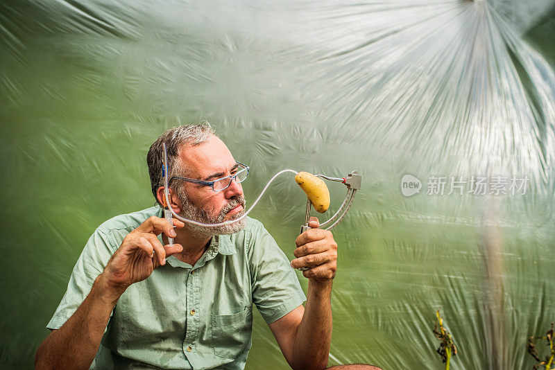 马铃薯作物的生物实验