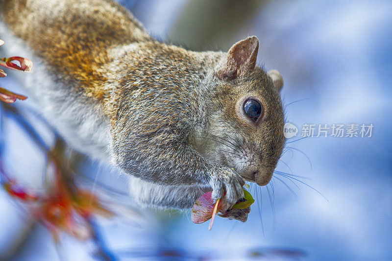 一只松鼠在树枝上吃坚果的特写