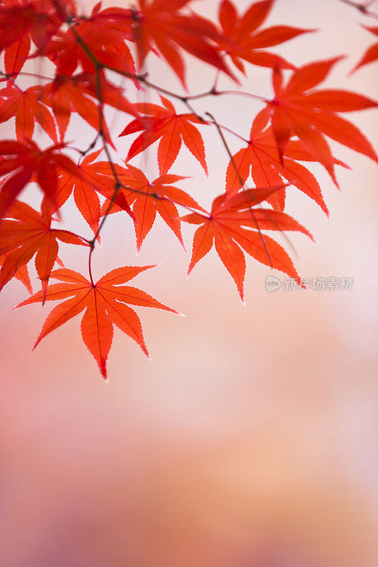 秋日枫叶特写