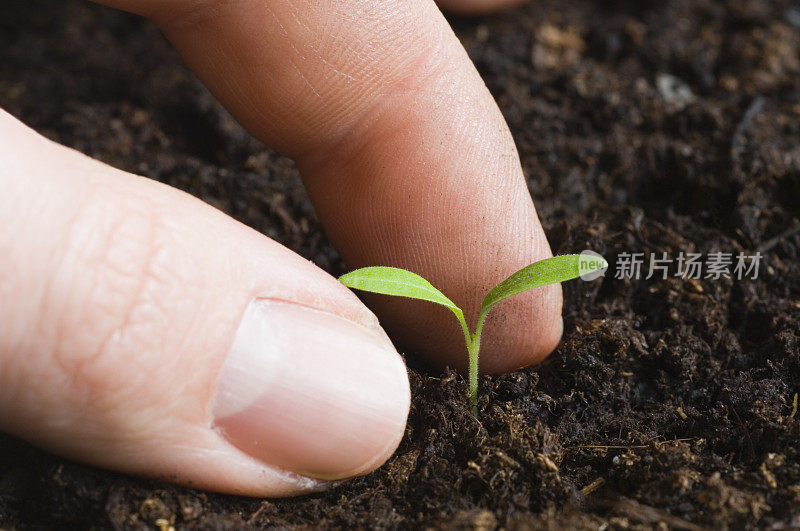 手指在幼苗