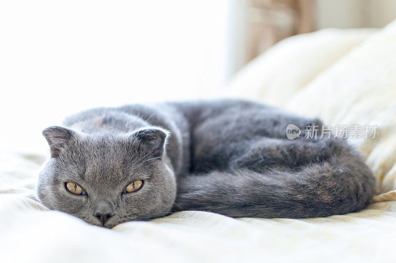 美丽的苏格兰折猫蜷缩在床上