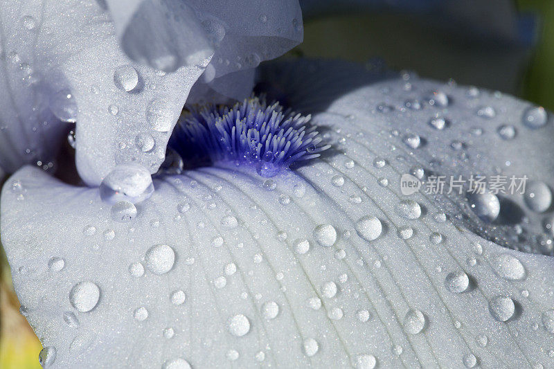 雨滴落在花上