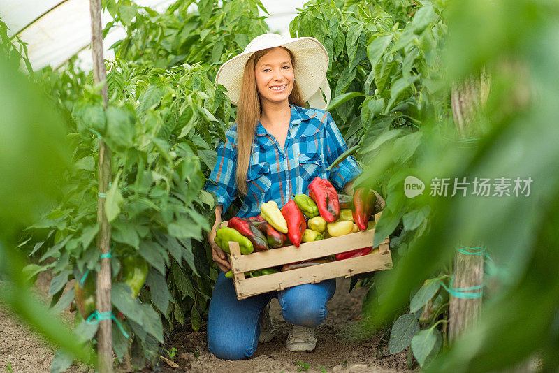 年轻女子在一个甜椒种植园工作