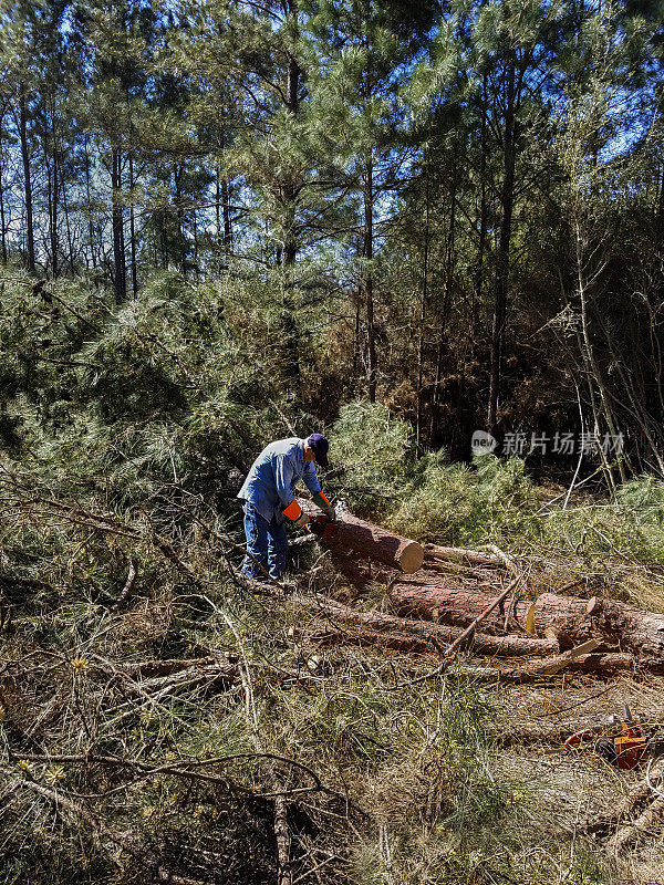 在德克萨斯州的森林地区，一名男子用链锯切割木材。