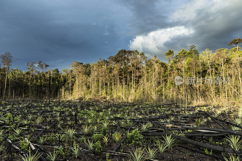 婆罗洲加里曼丹森林砍伐区的菠萝种植园