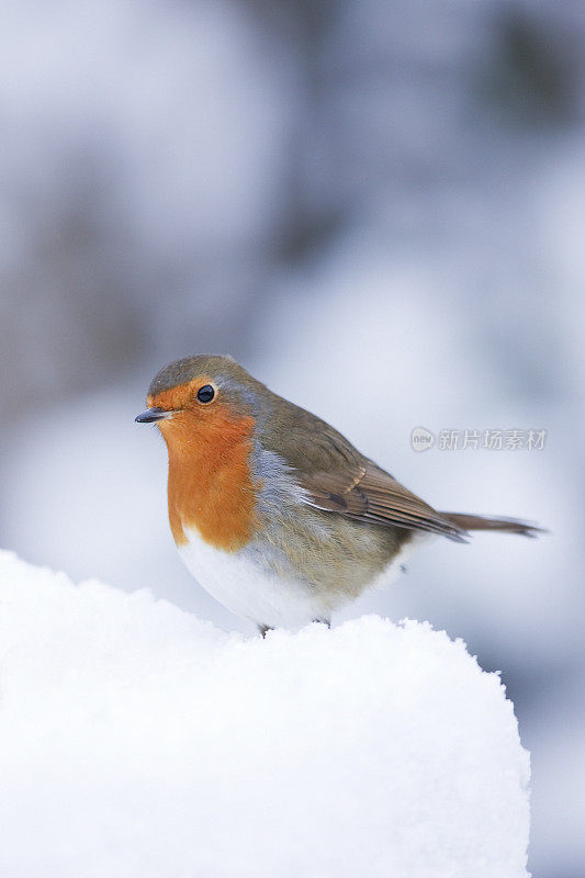 罗宾(红心rubecula)