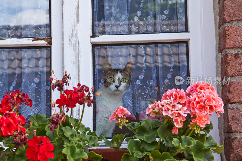 窗外的猫