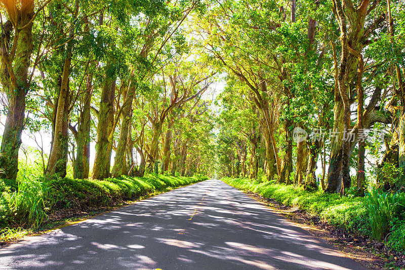 夏威夷考艾岛的林荫大道