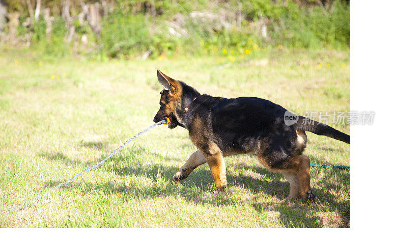 德国牧羊犬的小狗