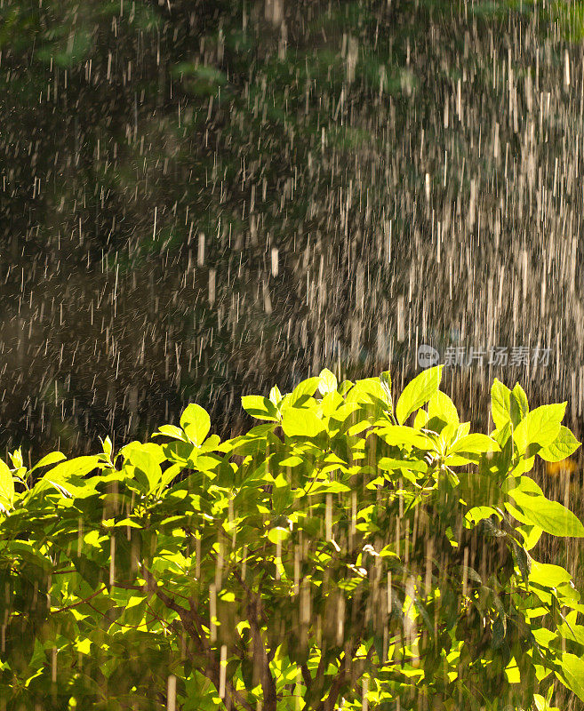 春雨、降雨和浇水植物