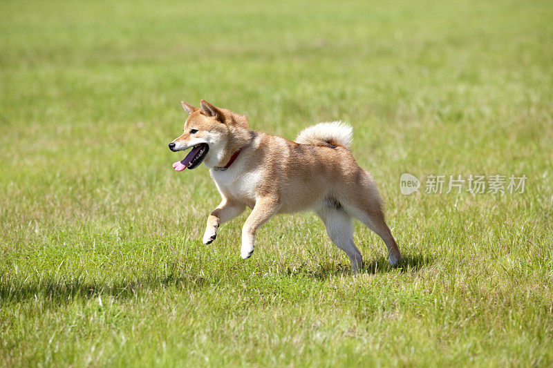 日本传统狗(柴犬)