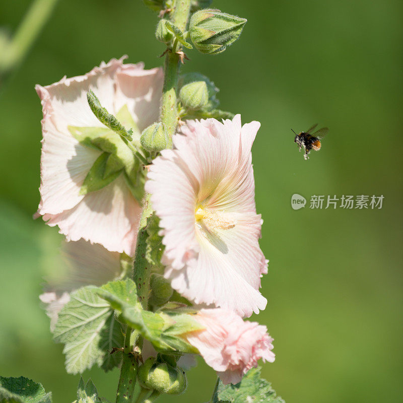 有花粉的大黄蜂正在给蜀葵授粉