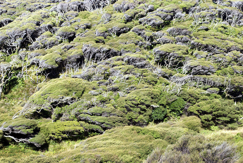 风吹草动的卡努卡灌木和绿色丘陵