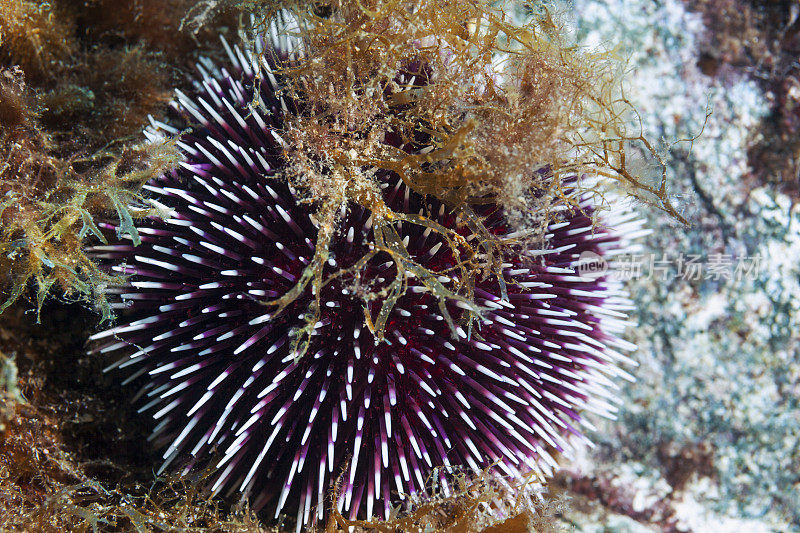 海洋生物