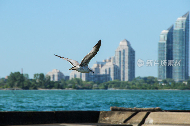 海鸥和城市