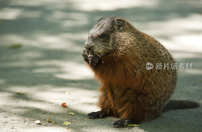 土拨鼠日