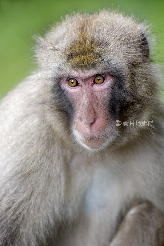 动物园里一只日本猕猴的肖像