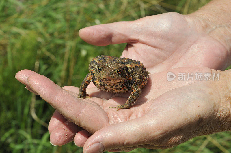 青蛙和手