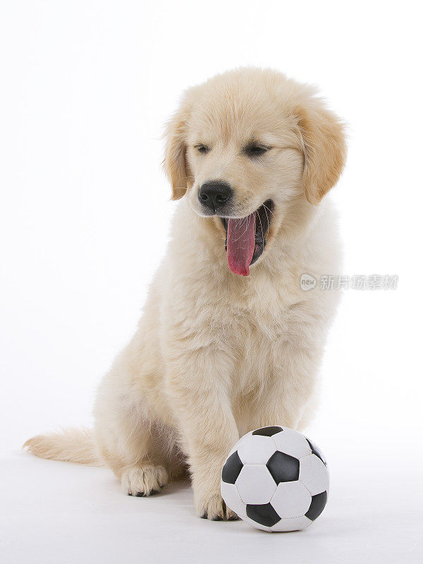 金毛猎犬奶油小狗不喜欢足球