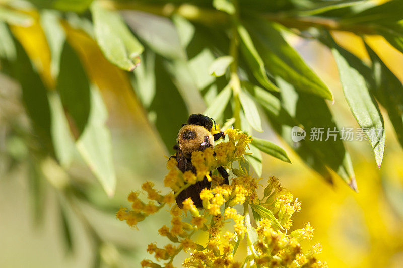 大黄蜂