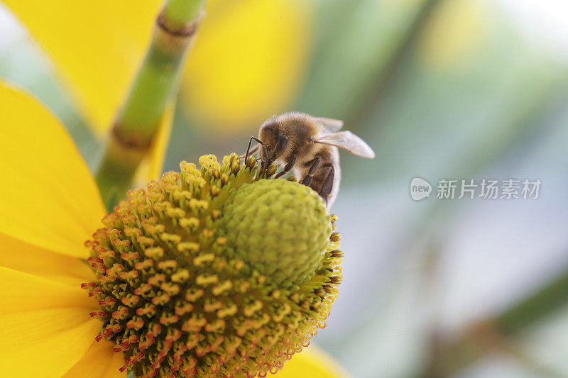 食蚜蝇在黄色松果花上