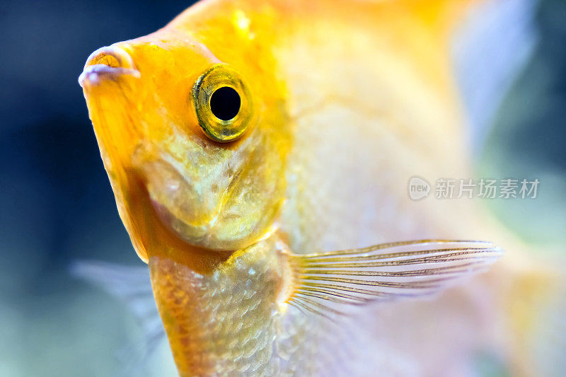 鳞翼黄天使鱼头宏观选择性聚焦