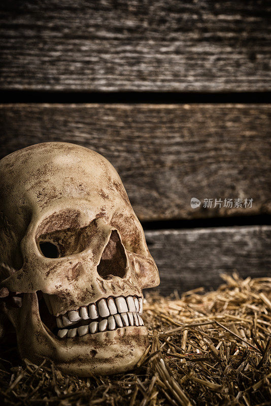 恐怖的骷髅坐在靠木墙的干草堆上。