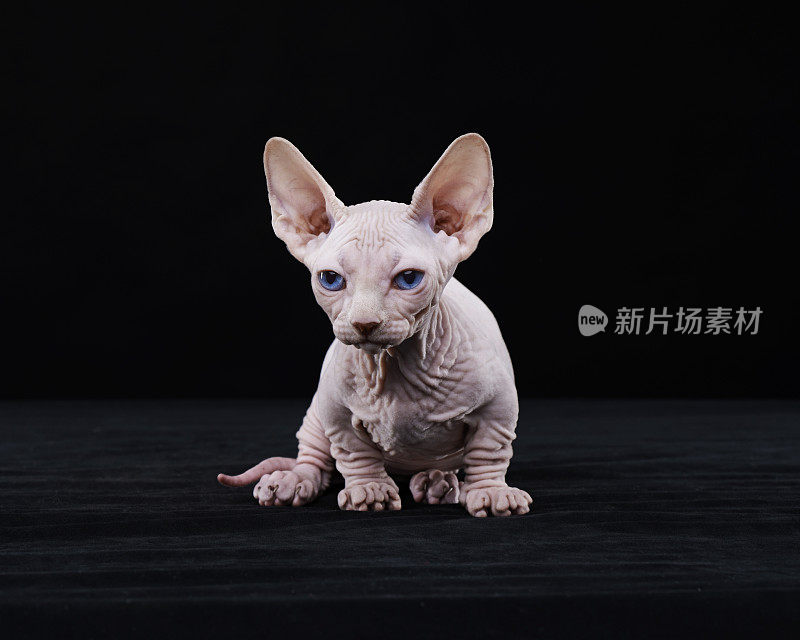 Sphynx猫