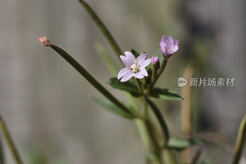 小花粉嫩的杨柳属近缘种